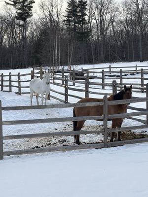 Winter Horses
